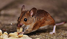 24 Hour & Emergency Exterminators in Huntvalley, MD